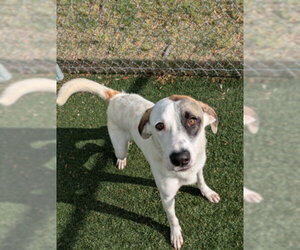 Great Pyrenees-Unknown Mix Dogs for adoption in Texas City, TX, USA