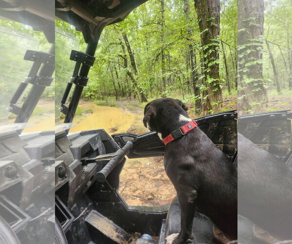 Medium Photo #2 Mutt Puppy For Sale in Shreveport, LA, USA