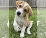 Small Labbe