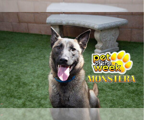 Medium Photo #2 Mutt Puppy For Sale in Moreno Valley, CA, USA