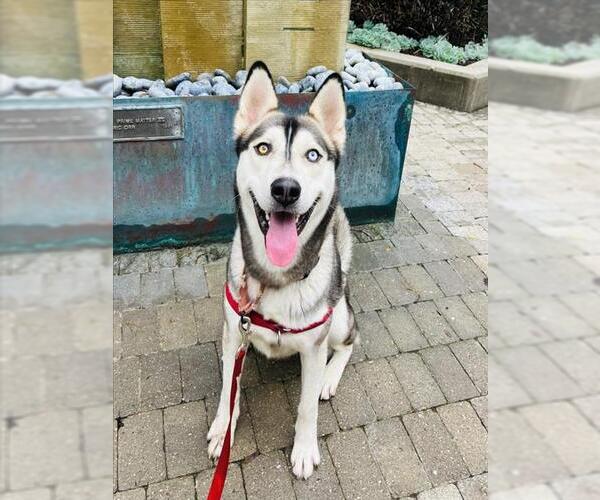 Medium Photo #1 Siberian Husky Puppy For Sale in Santa Barbara, CA, USA
