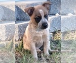 Small Photo #22 Australian Cattle Dog Puppy For Sale in SYLMAR, CA, USA