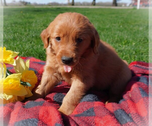 Medium Photo #4 Golden Retriever Puppy For Sale in LUBLIN, WI, USA