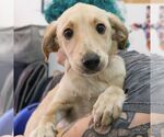 Small #6 Labrador Retriever Mix