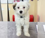 Small #5 Maltipoo