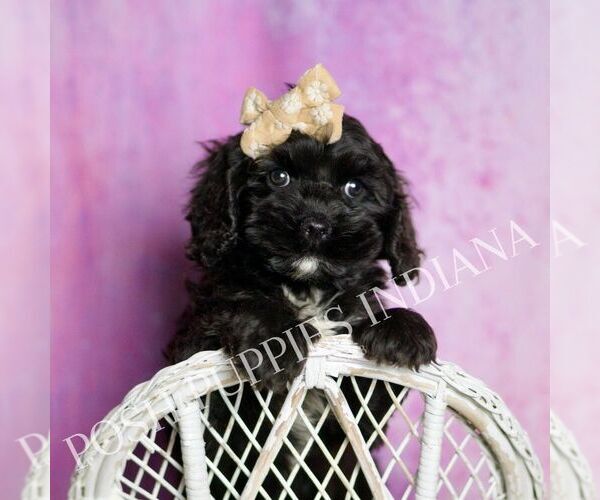 Medium Photo #5 Cavapoo (Miniature) Puppy For Sale in WARSAW, IN, USA