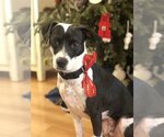 Small #5 Jack Russell Terrier Mix
