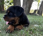 Puppy Violet Rottweiler