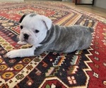 Puppy Max Faux Frenchbo Bulldog