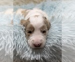 Small Photo #13 Goldendoodle Puppy For Sale in PIERSON, FL, USA