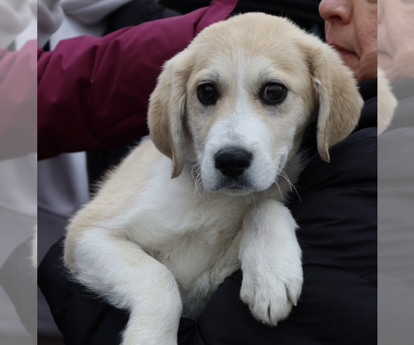Medium Photo #2 Great Pyrenees-Unknown Mix Puppy For Sale in Brooklyn, NY, USA