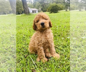 Goldendoodle Puppy for sale in HOMERVILLE, GA, USA