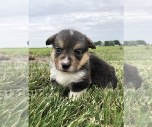 Pembroke Welsh Corgi Puppy for sale in ARTHUR, IL, USA
