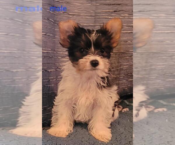 Medium Photo #2 Biewer Terrier Puppy For Sale in CONKLIN, NY, USA