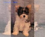 Small Photo #2 Biewer Terrier Puppy For Sale in CONKLIN, NY, USA