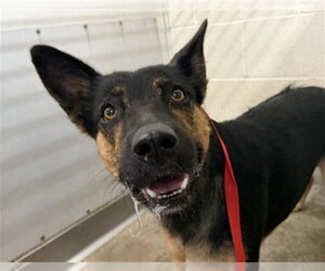 German Shepherd Dog-Unknown Mix Dogs for adoption in San Bernardino, CA, USA