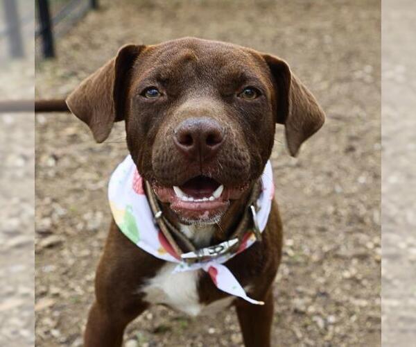 Medium Photo #1 Mutt Puppy For Sale in San Antonio, TX, USA