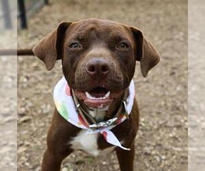 Mutt Dogs for adoption in San Antonio, TX, USA