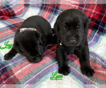 Small #6 Labrador Retriever