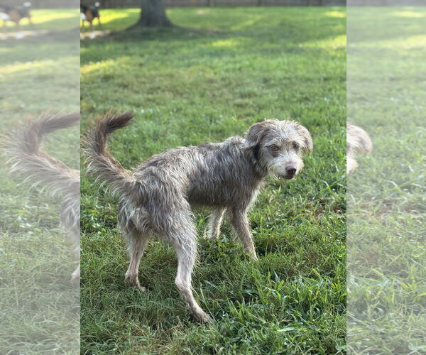 Medium Photo #6 Mutt Puppy For Sale in Holly Springs, NC, USA