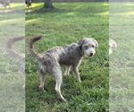 Small #5 Mutt