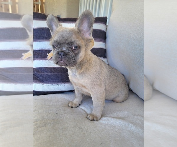 Medium Photo #4 French Bulldog Puppy For Sale in LAS VEGAS, NV, USA