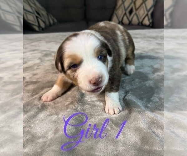Medium Photo #44 Australian Shepherd Puppy For Sale in SALISBURY, NC, USA