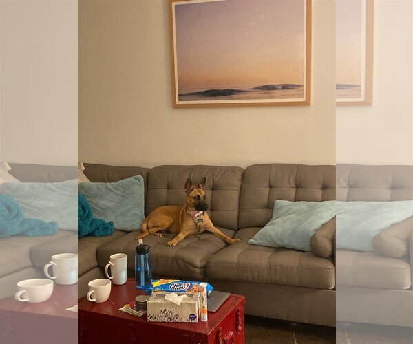 Medium Photo #9 Mutt Puppy For Sale in Dana Point, CA, USA