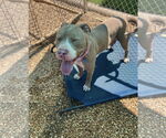 Small #5 Boxer Mix