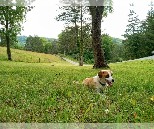 Medium Photo #1 Jack Russell Terrier-Unknown Mix Puppy For Sale in EAGLE ROCK, VA, USA