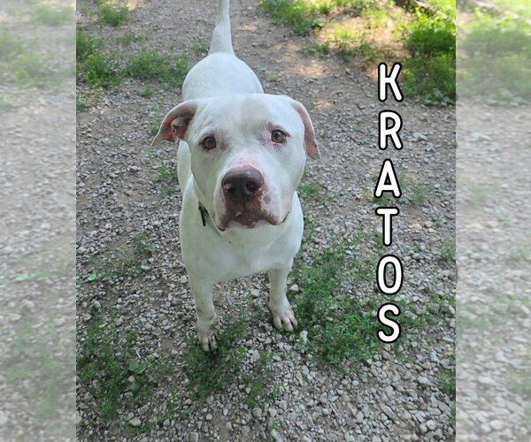 Medium Photo #1 Mutt Puppy For Sale in Port Clinton, OH, USA