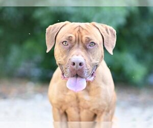 Basset Hound-Mastiff Mix Dogs for adoption in Tavares, FL, USA