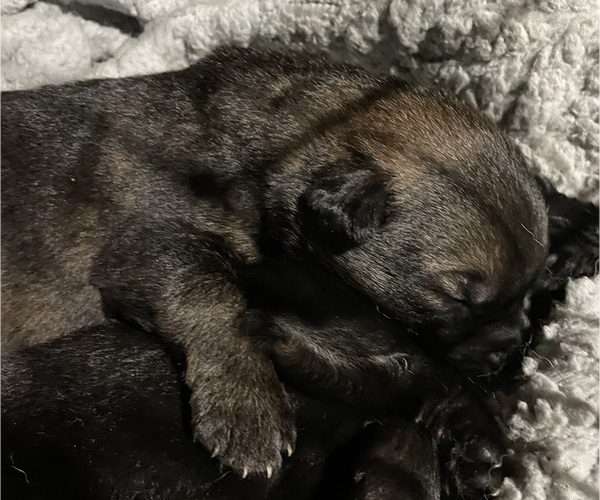 Medium Photo #6 German Shepherd Dog Puppy For Sale in NORTHWOOD, NH, USA