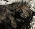 Small #5 German Shepherd Dog