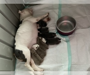 Bulldog Litter for sale in LEHIGH ACRES, FL, USA