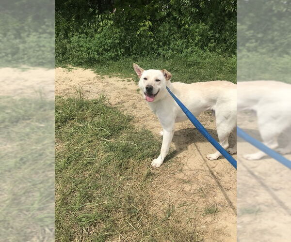 Medium Photo #6 Labrador Retriever Puppy For Sale in Jackson, MS, USA