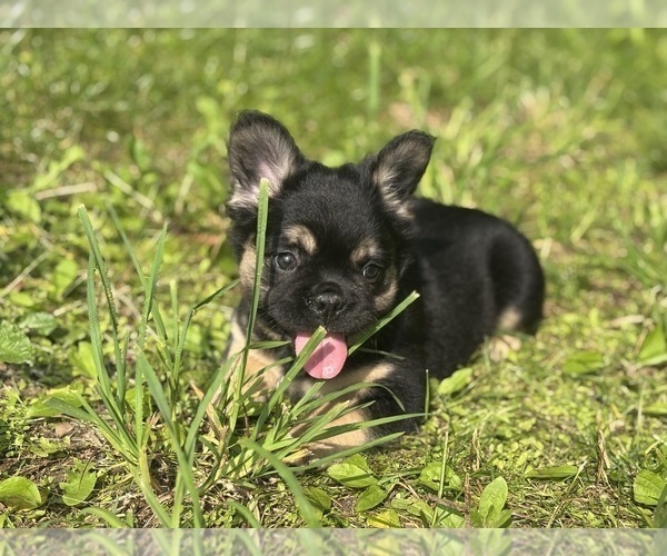Medium Photo #4 French Bulldog Puppy For Sale in NEWTON, NJ, USA
