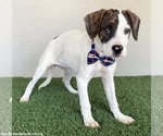 Small #1 Boxer-Plott Hound Mix