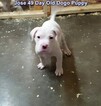 Small Photo #55 Dogo Argentino Puppy For Sale in PINEVILLE, MO, USA