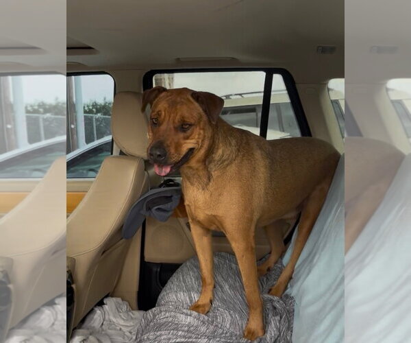 Medium Photo #1 Black Mouth Cur-Rhodesian Ridgeback Mix Puppy For Sale in Woodland Hills, CA, USA