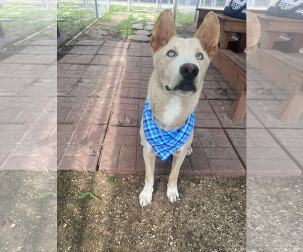 Medium Photo #1 Mutt Puppy For Sale in Kankakee, IL, USA