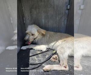 Mutt Dogs for adoption in San Antonio, TX, USA
