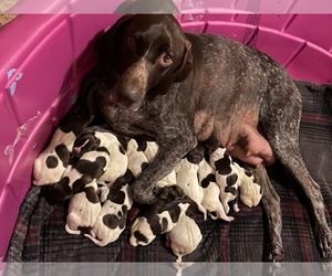 German Shorthaired Pointer Puppy for sale in COLLEGE DALE, TN, USA