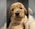 Puppy Orange Golden Retriever