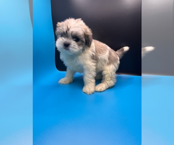Medium Photo #14 Maltipoo-Shih Tzu Mix Puppy For Sale in SAINT AUGUSTINE, FL, USA