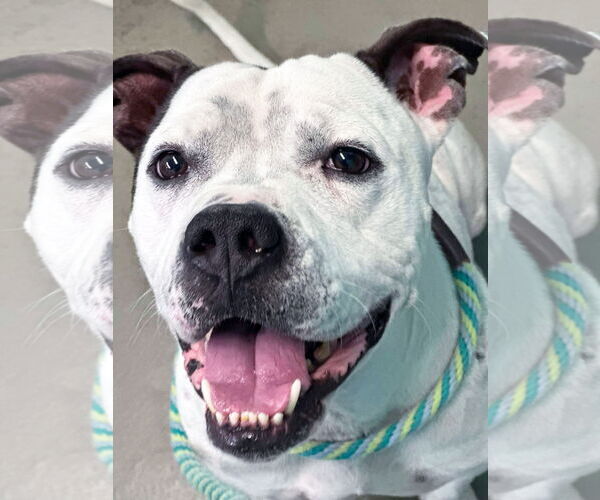 Medium Photo #1 American Pit Bull Terrier-Unknown Mix Puppy For Sale in Rowlett, TX, USA