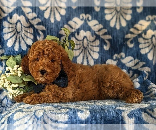 Medium Photo #4 Poodle (Miniature) Puppy For Sale in BIRD IN HAND, PA, USA