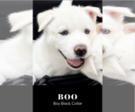 Puppy Boy Siberian Husky