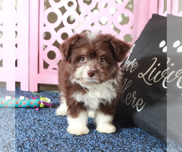 Medium Photo #2 Miniature Australian Shepherd-Poodle (Toy) Mix Puppy For Sale in MOUNT VERNON, OH, USA