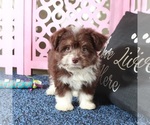 Small #1 Miniature Australian Shepherd-Poodle (Toy) Mix